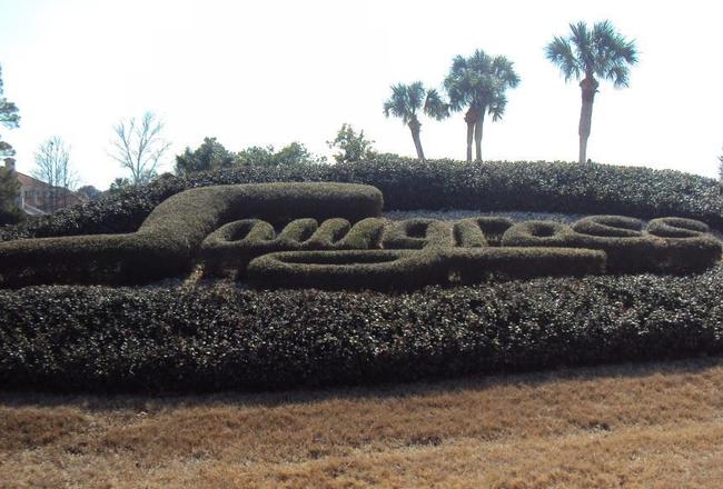 _1sawgrasshedges_crop_650x440