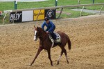 BALTIMORE, MD - MAY 20: Exercise rider Fastino Aguilar takes Preakness entrant Shackleford over the track at Pimlico Race Course on May 20, 2011 in Baltimore.The 136th running of the Preakness Stakes will be run on Saturday. (Photo by Rob Carr/Getty Images)