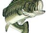 Largemouth600x530_crop_100x68