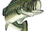 Largemouth600x530_crop_150x100
