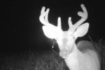 Nine-point-buck_crop_150x100