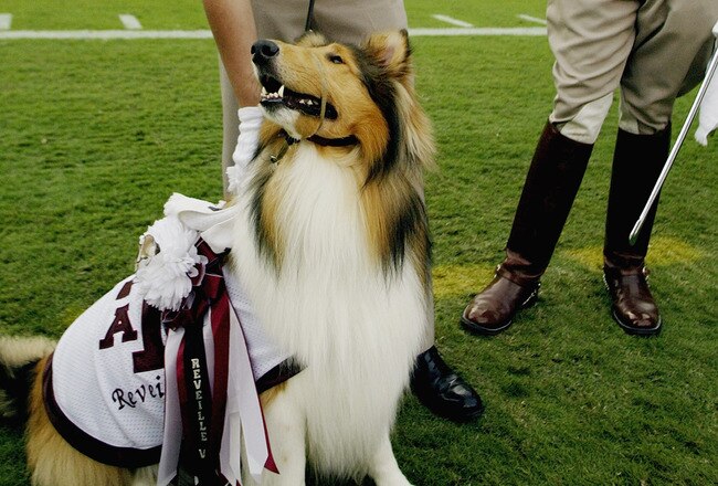 COLLEGE STATION, TX - OCTOBER 25:  The Texas A&M University Aggies mascot, Reveille VII, sits on the sidelines during the NFL game against the Oklahoma State University Cowboys at Kyle Field on October 25, 2003 in College Station, Texas.  The Cowboys defeated the Aggies 38-10.  (Photo by Ronald Martinez/Getty Images)