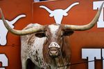 AUSTIN, TX - OCTOBER 10:  Bevo, the mascot of the Texas Longhorns, stands in his corner during a game against the Colorado Buffaloes on October 10, 2009 at Darrell K Royal-Texas Memorial Stadium in Austin, Texas.  Texas won 38-14.  (Photo by Brian Bahr/Getty Images)