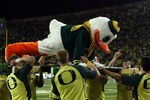 EUGENE, OR - OCTOBER 21:  The Oregon Duck mascot does push ups after a touchdown against the UCLA Bruins  on October 21, 2010 at the Autzen Stadium in Eugene, Oregon.  (Photo by Jonathan Ferrey/Getty Images)