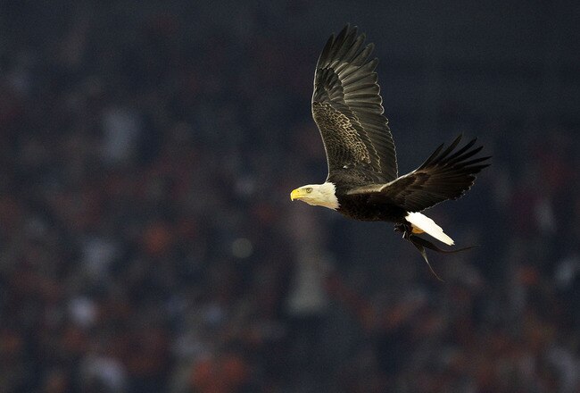 GLENDALE, AZ - JANUARY 10:  Challenger, a Bald Eagle circles the stadium during the national anthem for the Tostitos BCS National Championship Game between the Oregon Ducks and Auburn Tigers at University of Phoenix Stadium on January 10, 2011 in Glendale, Arizona.  (Photo by Ronald Martinez/Getty Images)