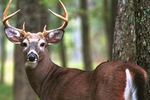 White_tailed_deer_buck2_crop_150x100