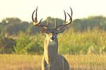 Hunt_whitetail_original_crop_150x100