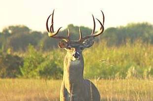 Hunt_whitetail_original_crop_310x205