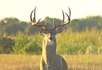Hunt_whitetail_original_crop_340x234