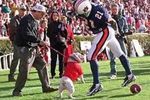 Dawg_crop_150x100
