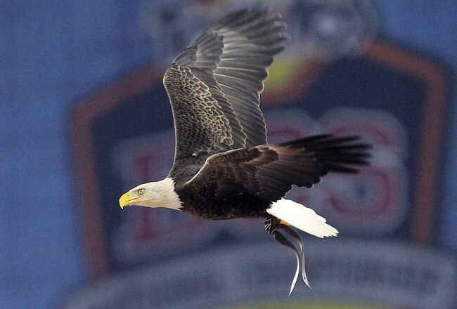 GLENDALE, AZ - JANUARY 10:  Challenger, a Bald Eagle circles the stadium during the national anthem for the Tostitos BCS National Championship Game between the Oregon Ducks and Auburn Tigers at University of Phoenix Stadium on January 10, 2011 in Glendale, Arizona. (Photo by Ronald Martinez/Getty Images)