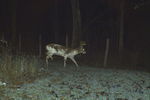 Piebald_crop_150x100