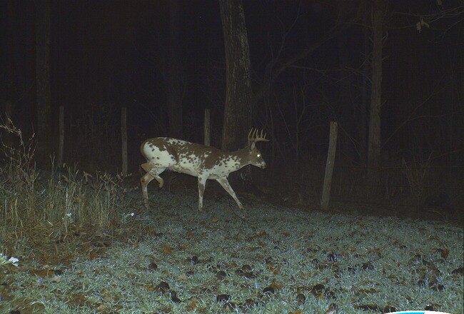 Piebald_crop_650x440