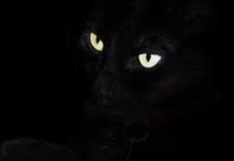 Blackcat_crop_340x234