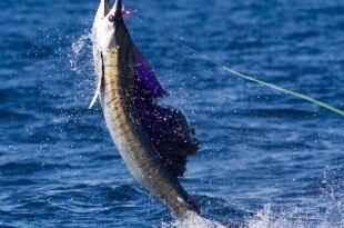 Billfish_crop_310x205