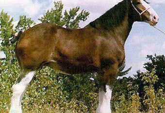 Clydesdale_crop_340x234
