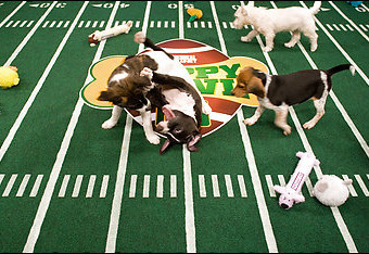 Puppy Bowl 2012 on Animal Planet Start Time on Super Bowl Sunday