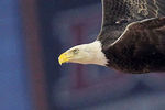 GLENDALE, AZ - JANUARY 10:  Challenger, a Bald Eagle circles the stadium during the national anthem for the Tostitos BCS National Championship Game between the Oregon Ducks and Auburn Tigers at University of Phoenix Stadium on January 10, 2011 in Glendale, Arizona. (Photo by Ronald Martinez/Getty Images)