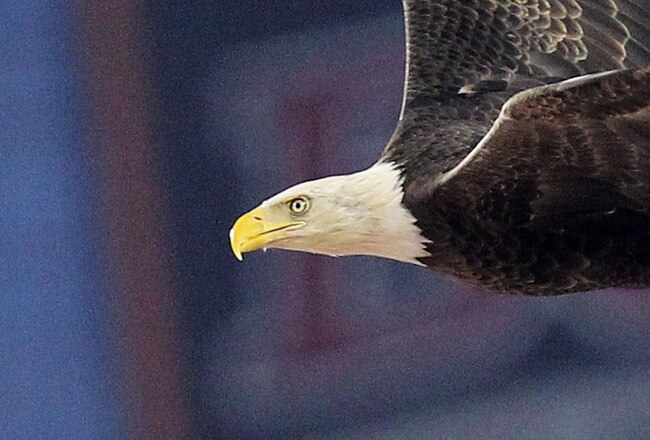GLENDALE, AZ - JANUARY 10:  Challenger, a Bald Eagle circles the stadium during the national anthem for the Tostitos BCS National Championship Game between the Oregon Ducks and Auburn Tigers at University of Phoenix Stadium on January 10, 2011 in Glendale, Arizona. (Photo by Ronald Martinez/Getty Images)