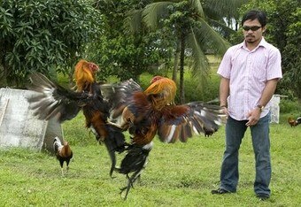 Pacquiao-cockfighting_crop_340x234