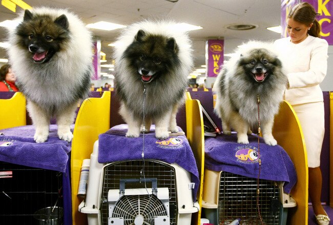 NEW YORK - FEBRUARY 09: Carissa Boettcher prepares a group of Keeshonden backstage during the 133rd Annual Westminster Kennel Club Dog Show at Madison Square Garden February 9, 2009 in New York City. The Westminster Kennel Club Dog Show is considered the most important in the United States.  (Photo by Chris McGrath/Getty Images)