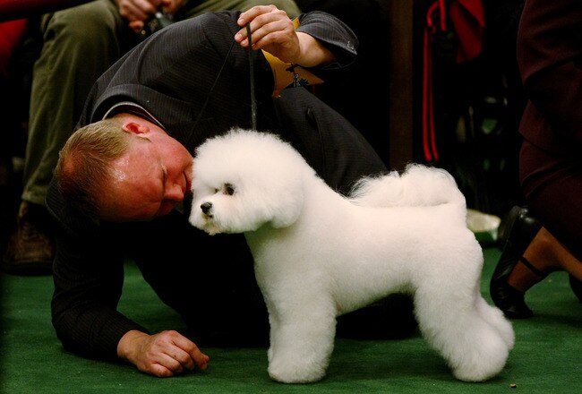 NEW YORK - FEBRUARY 09: A handler talks to his Bichons Frises during the 133rd Annual Westminster Kennel Club Dog Show at Madison Square Garden February 9, 2009 in New York City. The Westminster Kennel Club Dog Show is considered the most important in the United States.  (Photo by Chris McGrath/Getty Images)