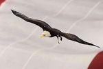 GLENDALE, AZ - JANUARY 10:  Challenger, a Bald Eagle circles the stadium during the national anthem for the Tostitos BCS National Championship Game between the Oregon Ducks and Auburn Tigers at University of Phoenix Stadium on January 10, 2011 in Glendale, Arizona.  (Photo by Christian Petersen/Getty Images)