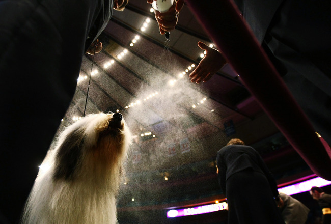 2012 Westminster Dog Show TV Schedule: Working Group Highlights Coverage