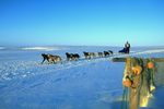 15 Mar 1999: John Baker mushes his dogs during the Iditarod Trail Race in Alaska. Mandatory Credit: Ezra O. Shaw  /Allsport