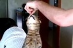 Week7_ryan_video_thumbnail_catman_crop_150x100