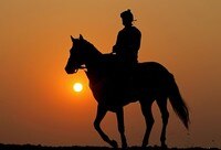 Best Bets at Belmont
