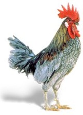 Real Hen