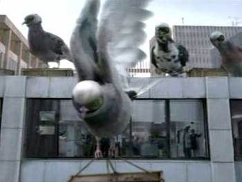 Pigeons_display_image