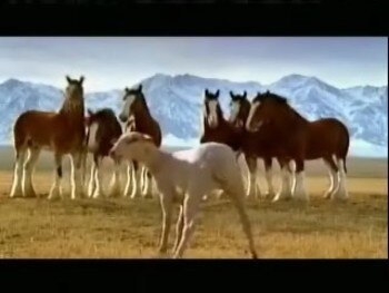 Sb_2006_budweiser_streaker_display_image