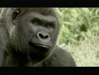 Apes_display_image