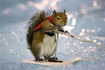 Squirrel_display_image