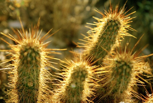 Cactusgolfball1038e5a_crop_650x440