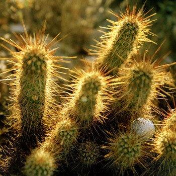 Cactusgolfball1038e5a_display_image