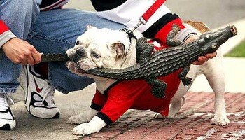 Uga_versus_gator_display_image