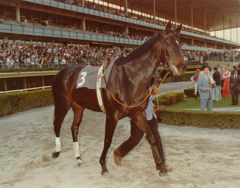 Ruffian1_display_image