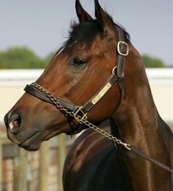 Barbaro_display_image