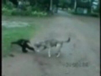 Dog_display_image