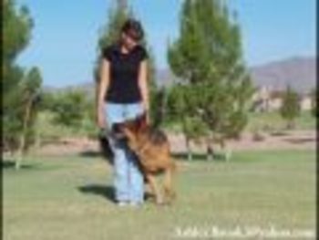 Smartdog_display_image
