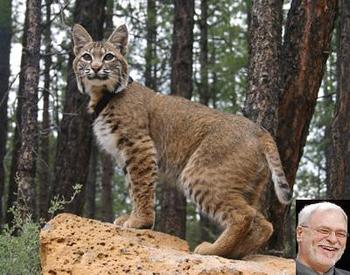 Adult_bobcat_display_image