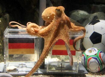 Octupus_picks_spain_display_image