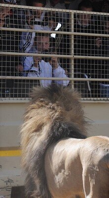102402254_display_image