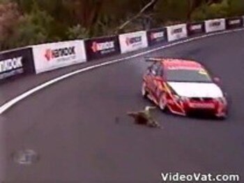 060808-kangaroo-racetrack-escape-video_display_image
