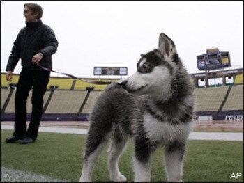 Dubswashington_display_image