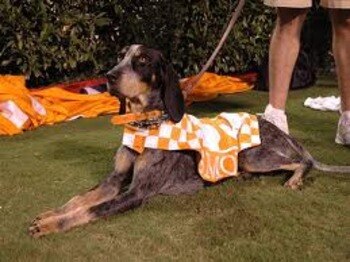 Smokey_display_image