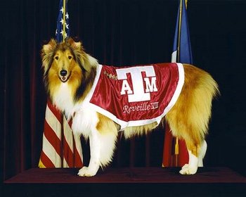 Reveille_display_image